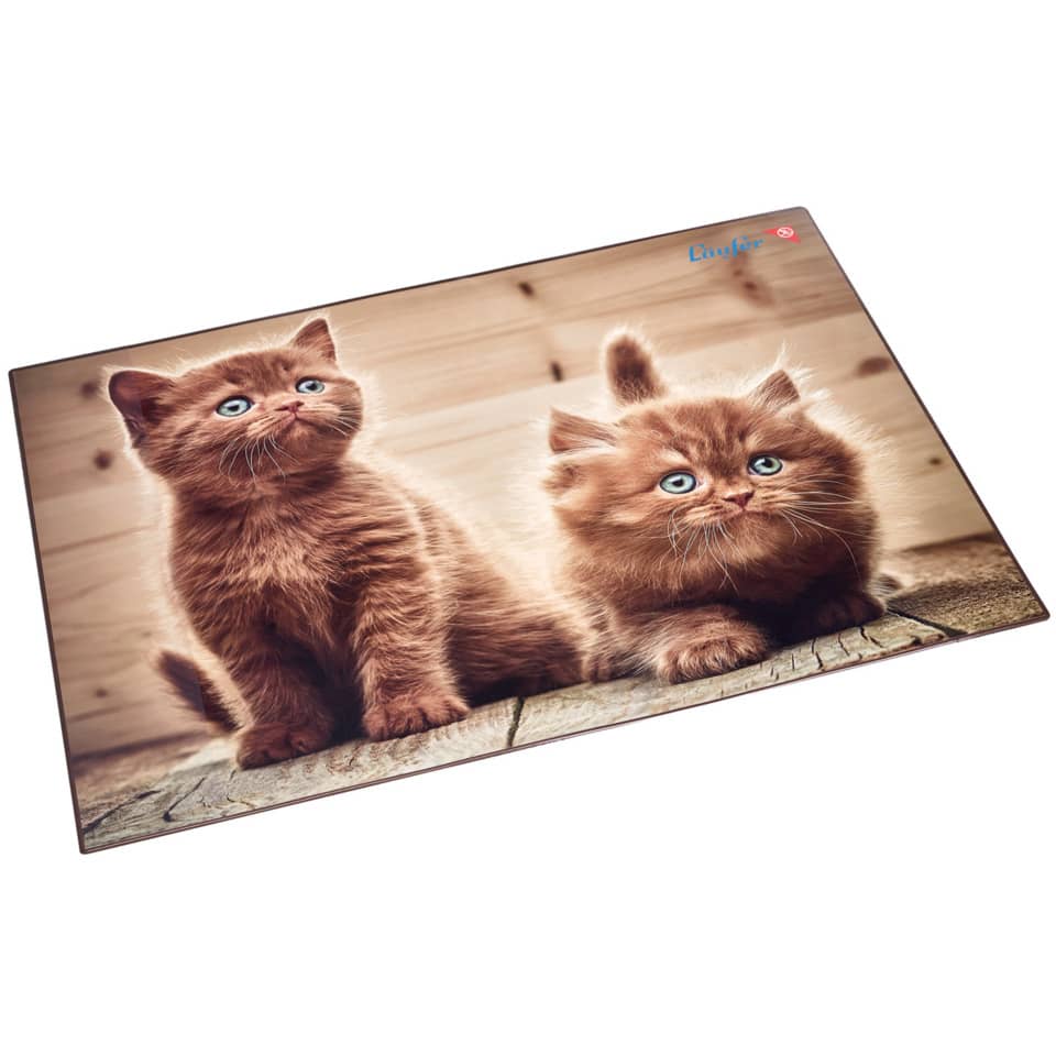 Tier, Katze, Säugetier, Haustier