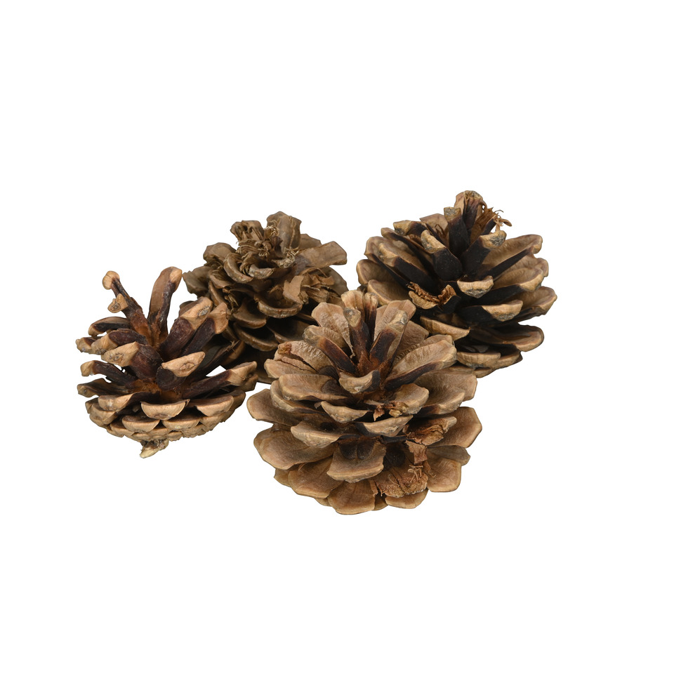 Pflanze, Baum, Konifer, Lärche, Pflanze, Baum, Konifer, Lärche, Pflanze, Baum, Konifer, Lärche