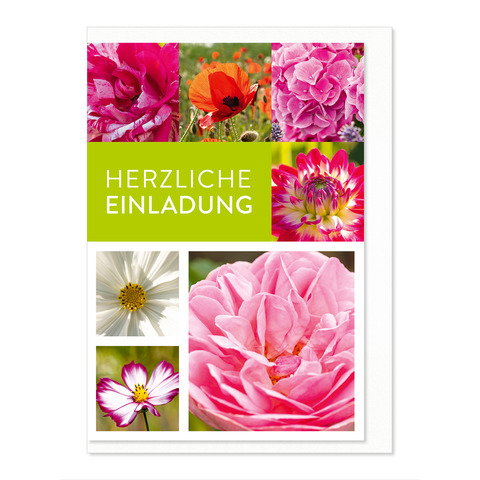 Dahlie, Blume, Pflanze, Blütenblatt, Geranie