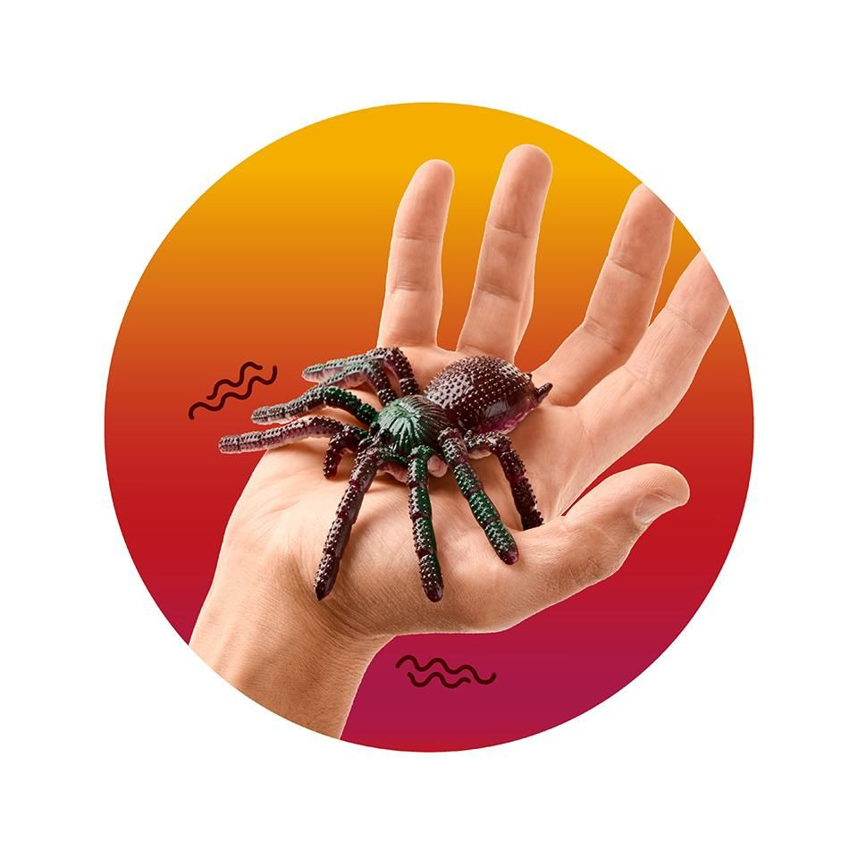 Tier, Wirbelloses Tier, Spinne, Person