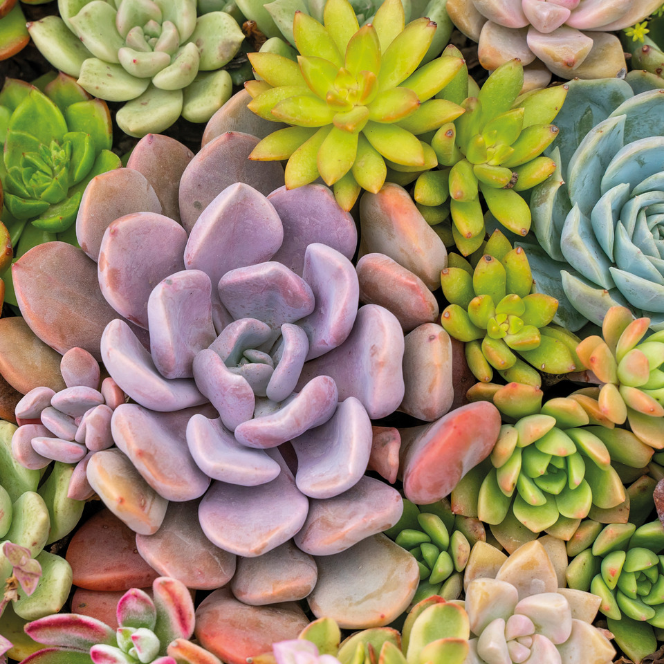 Pflanze, Pflanze im Topf, Pflanzgefäß, Töpferei, Vase, Pflanze, Pflanze im Topf, Pflanzgefäß, Vase, Kräuterig