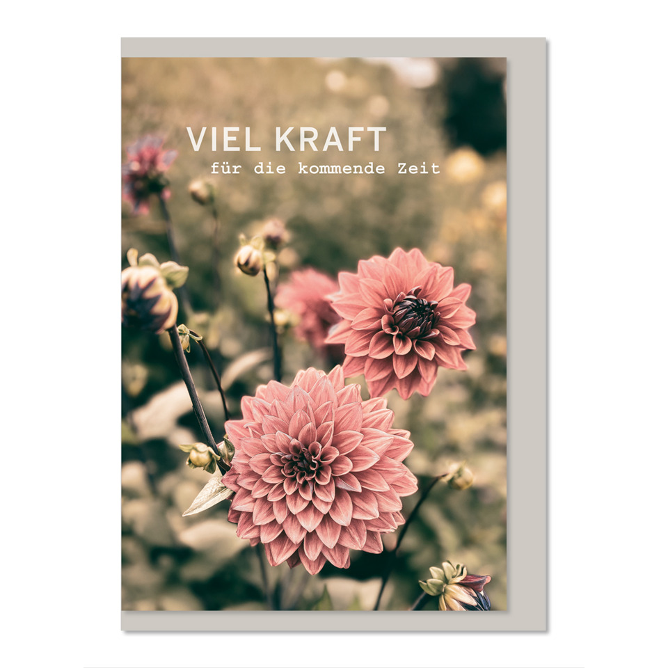 Blumen, Dahlie, Pink, Blüten, Nahaufnahme