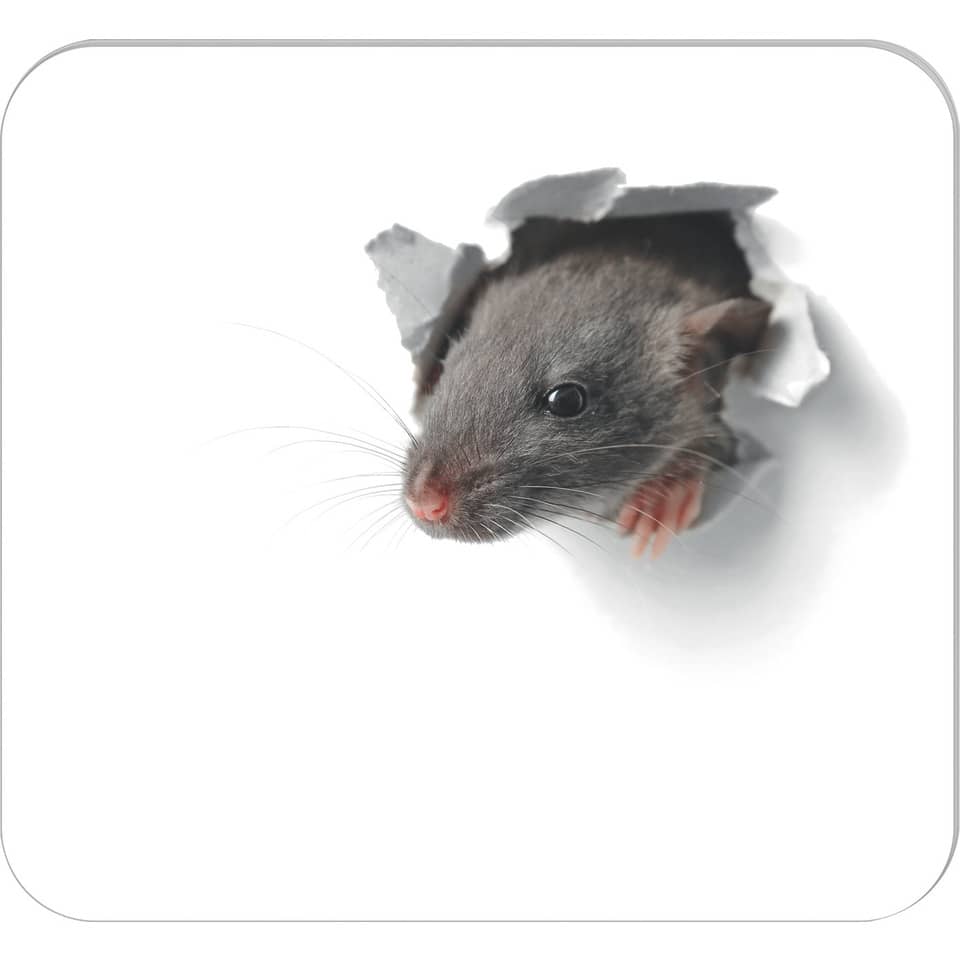 Ratte, klein, grau, Nagetiere, Haustier