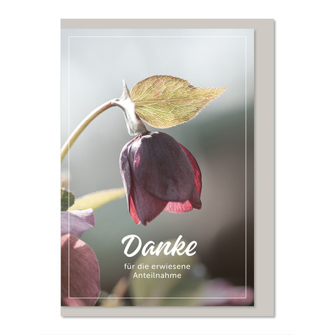 Werbung, Blume, Blütenblatt, Pflanze, Werbung, Blume, Blütenblatt, Plakat, Knospe