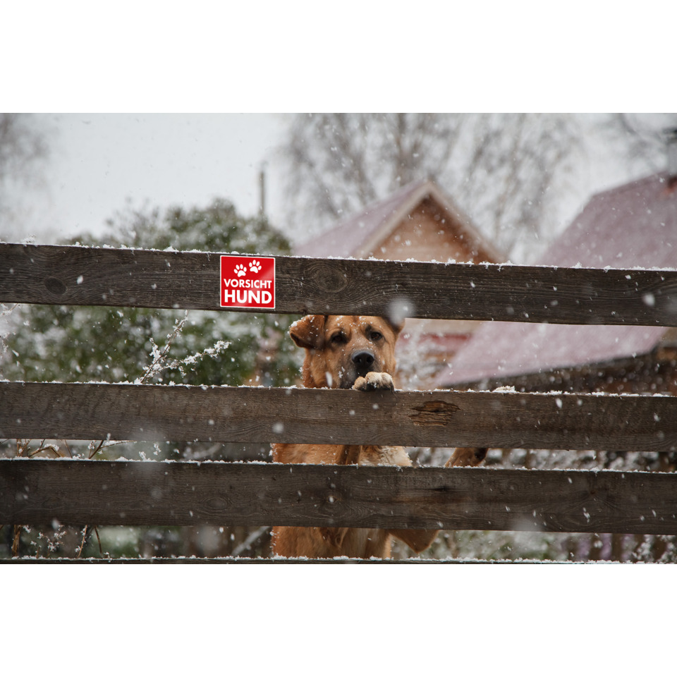 Hund, Zaun, Schnee, rotes Schild, Pfoten