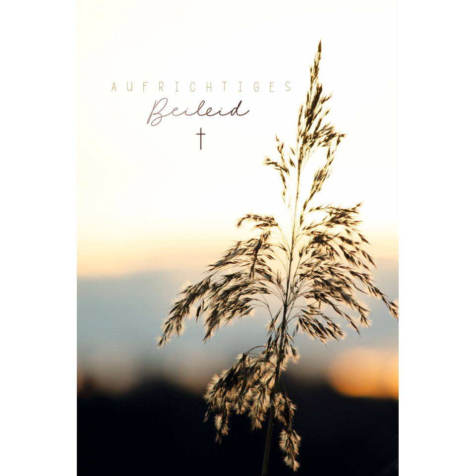 gras, pflanze, getreide, silhouette, abstrakt