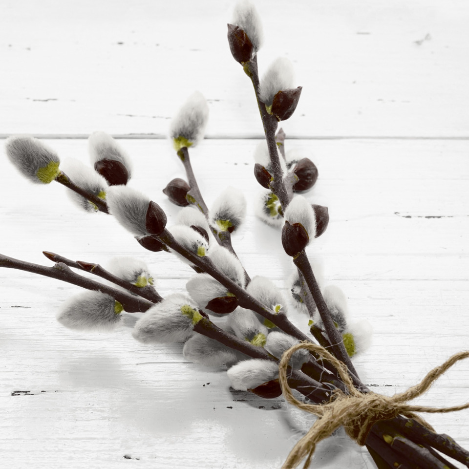 Pussy willow, Willow catkin, Bündelzweig, grau-weiß, Dekoration