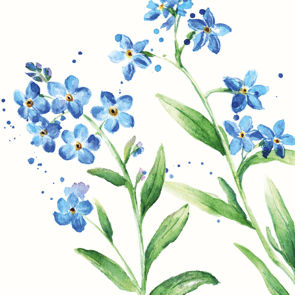 blaue blumen, Aquarell, Botanisch, blaue blüten, grüne blätter