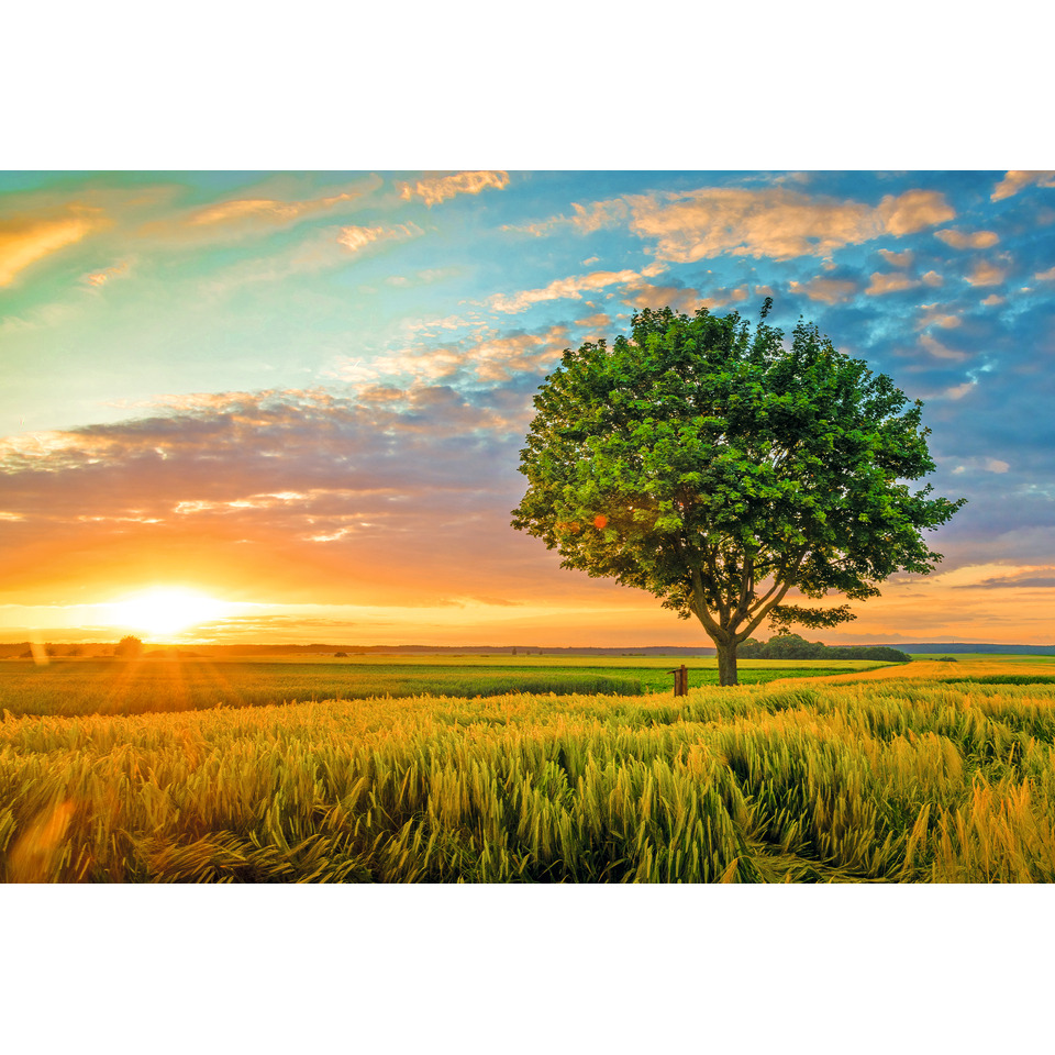 Landschaft, Einzelner Baum, Wiese, Sonnenuntergang,  Feldkornfeld