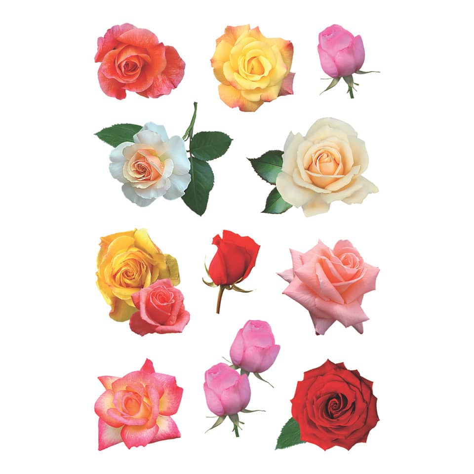 rose, rose bouquet, rose variety, flower sticker, multicolor roses