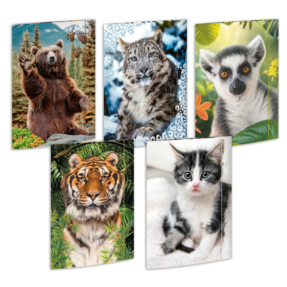 Tier, Tierfoto, Wildtier, Bilderset, Katzenbilder