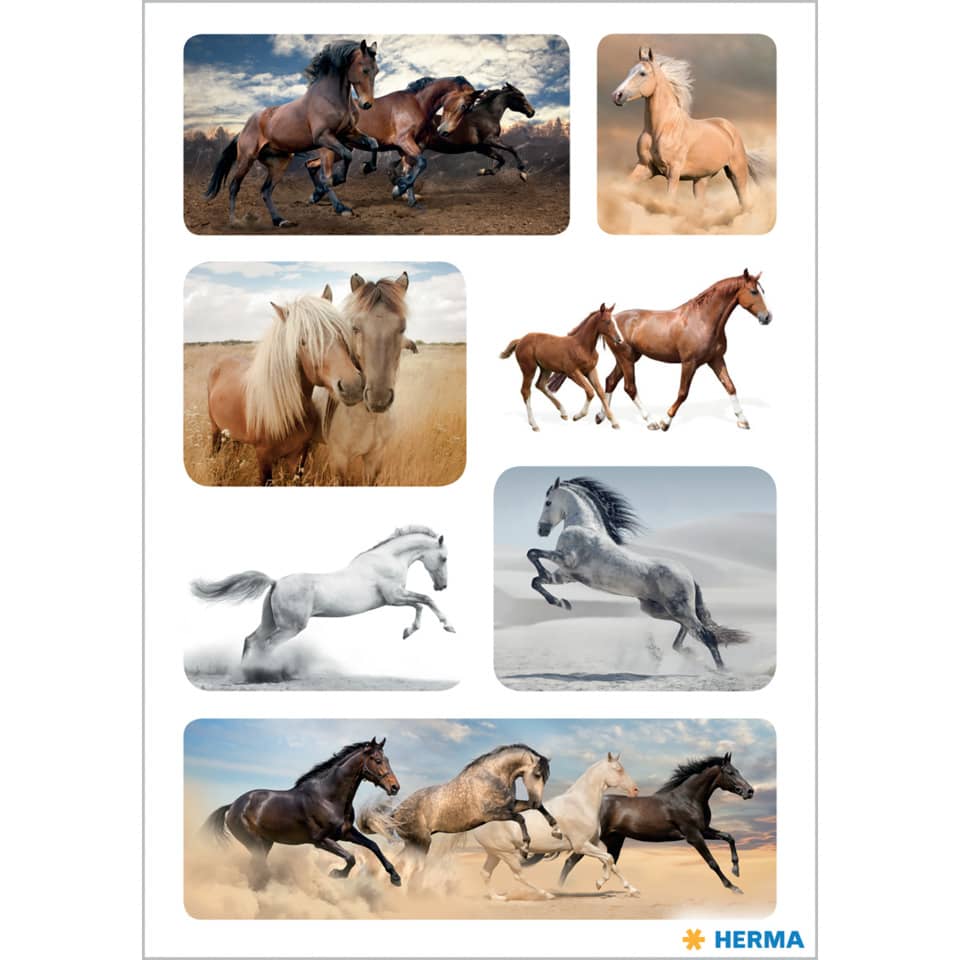 pferde, reitpferd, pferdeherde, galopp, horses collage