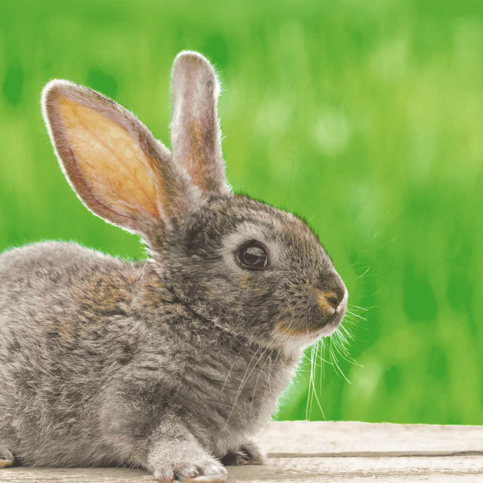 Hase, Kaninchen, Nagetier, grau, Wiese