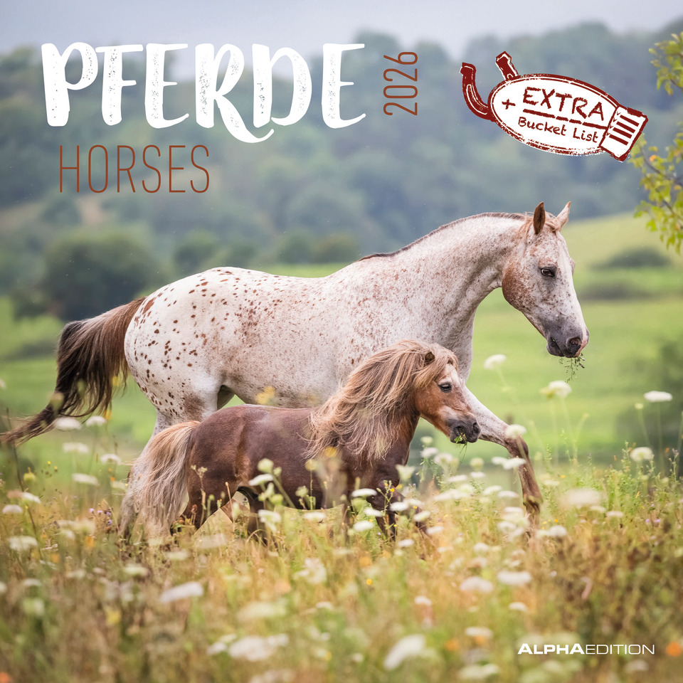 Tier, Colt Horse, Pferd, Säugetier, Fohlen