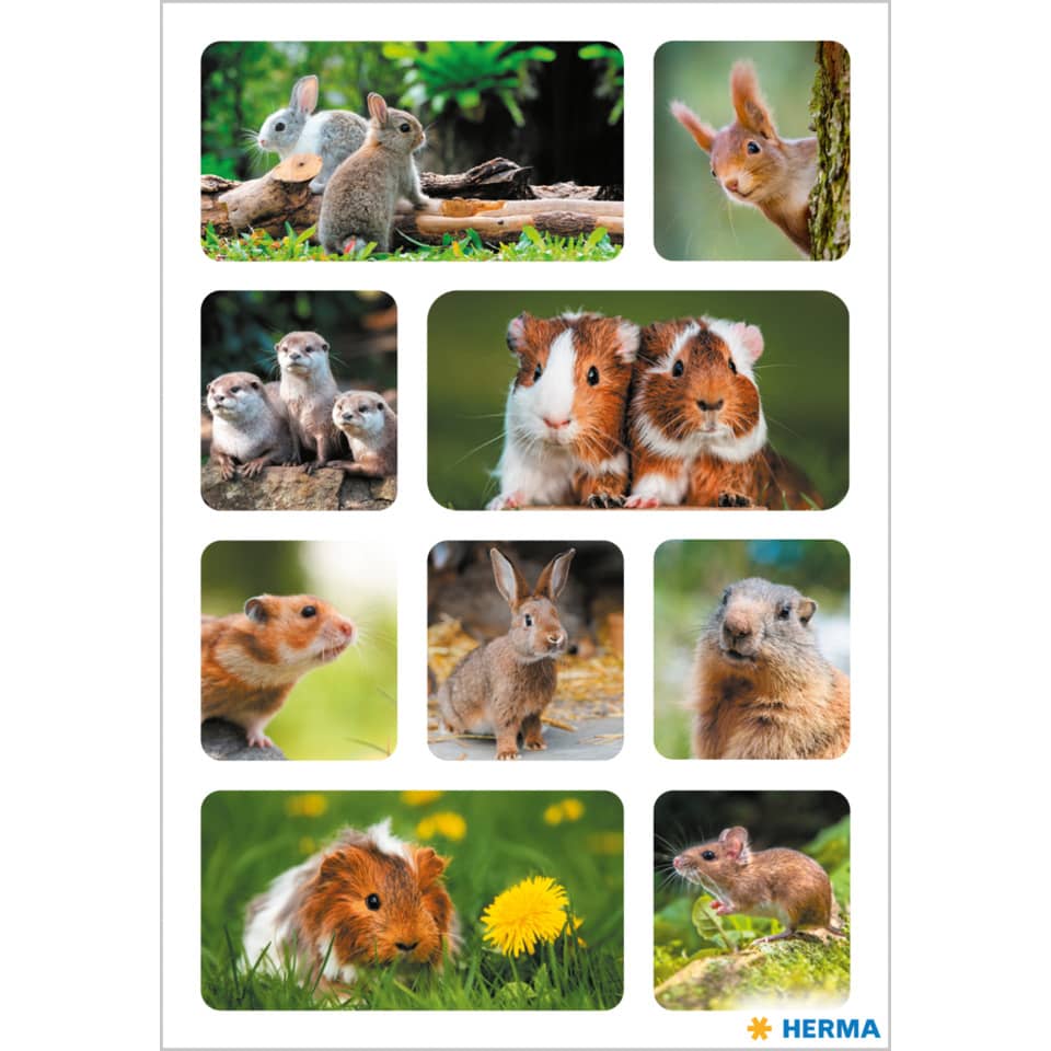 Hasen, Meerschweinchen, Kaninchen, Nagetiere, Tiercollage
