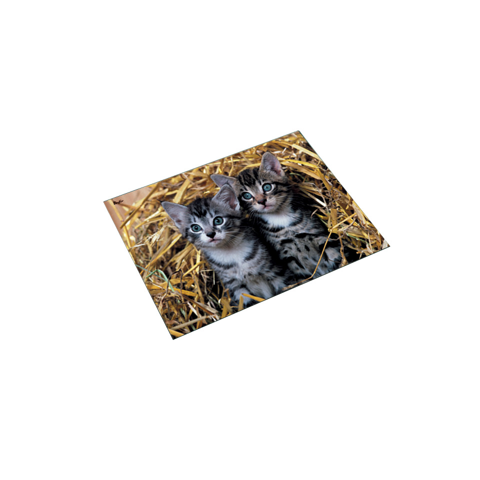 Katzenjunges, Katzen, Stroh, Katzenbabys, Strohballen