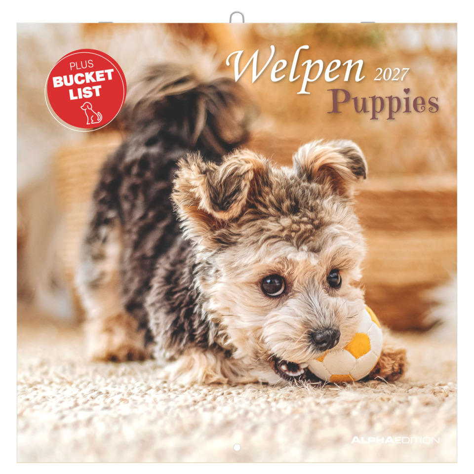 welpe, hund, spielzeug, ball, kalender