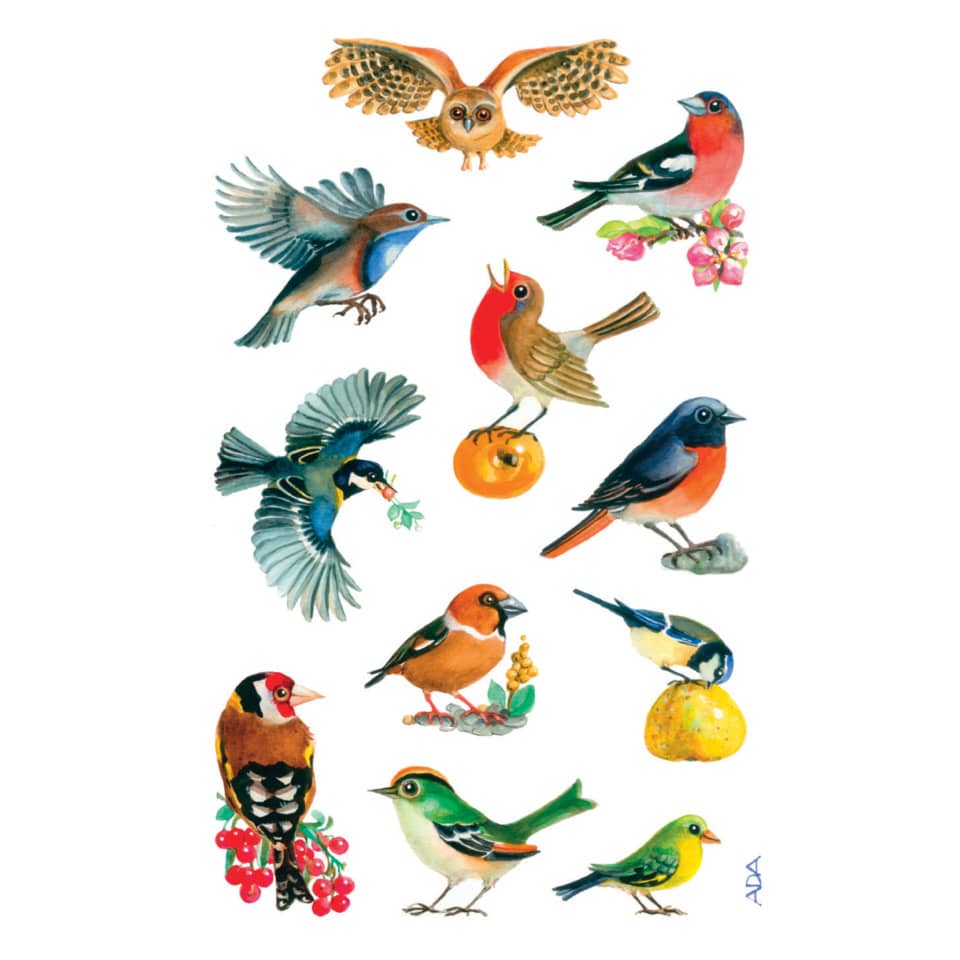 Vögel, Vogelmotiv, Naturmotiv, Farbige Vögel, Fressender Vogel