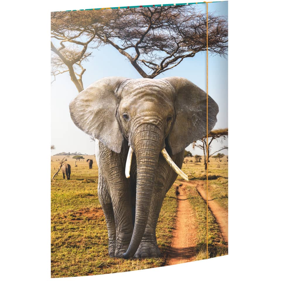 Elefant, Akazienlandschaft, Tierbild, Waldweg, Afrika