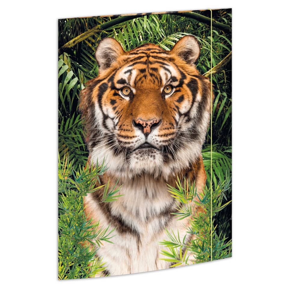 Tier, Säugetier, Tiger, Tierwelt