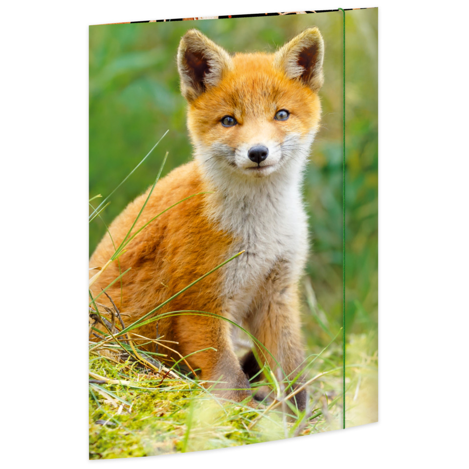 Tier, Fuchs, Säugetier, Tierwelt, Bausatz Fox