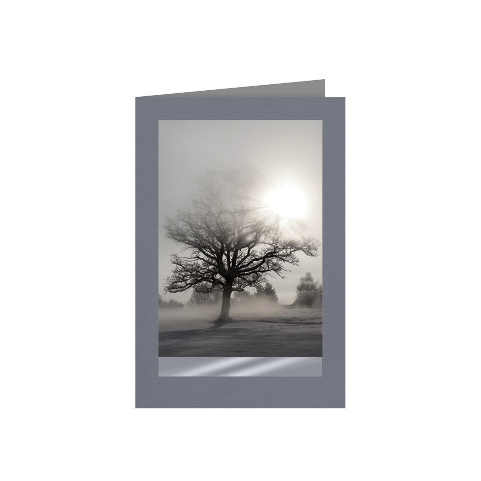 Baum, Winter, Schemen, Silhouette, Foto