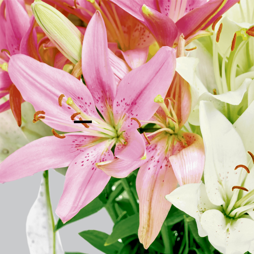 lilien, blume, pink, staubtupfer, stängel