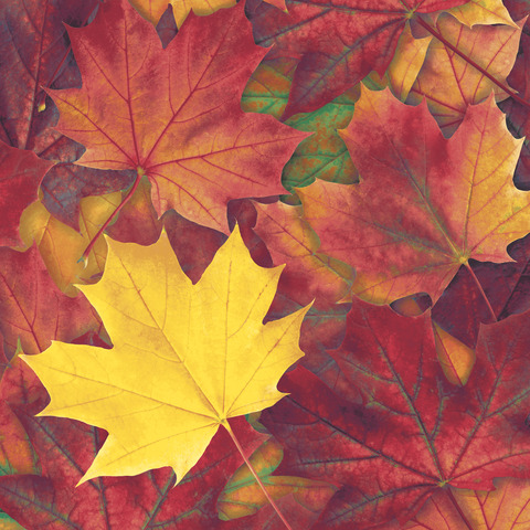 Blatt, Pflanze, Baum, Ahorn, Ahornblatt, Blatt, Pflanze, Baum, Ahorn, Ahornblatt