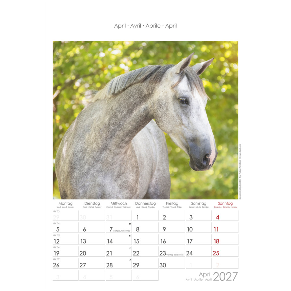 horse, gray horse, profile, calendar, April 2027