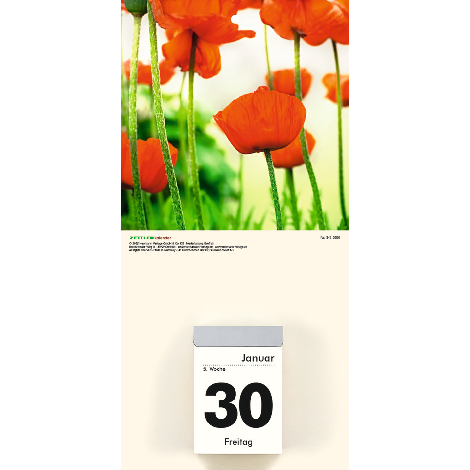 Blume, Pflanze, Mohn, Blütenblatt