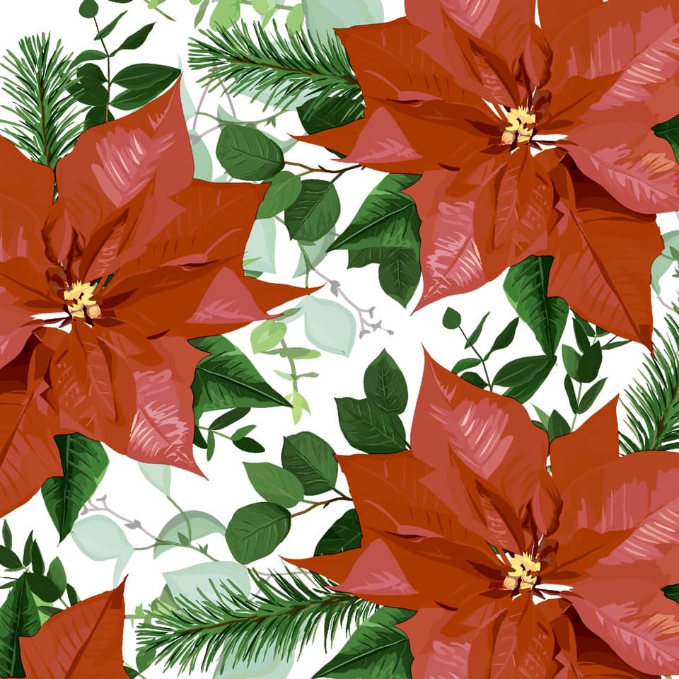  poinsettia, red poinsettia, flower pattern, green leaves, tropical plant