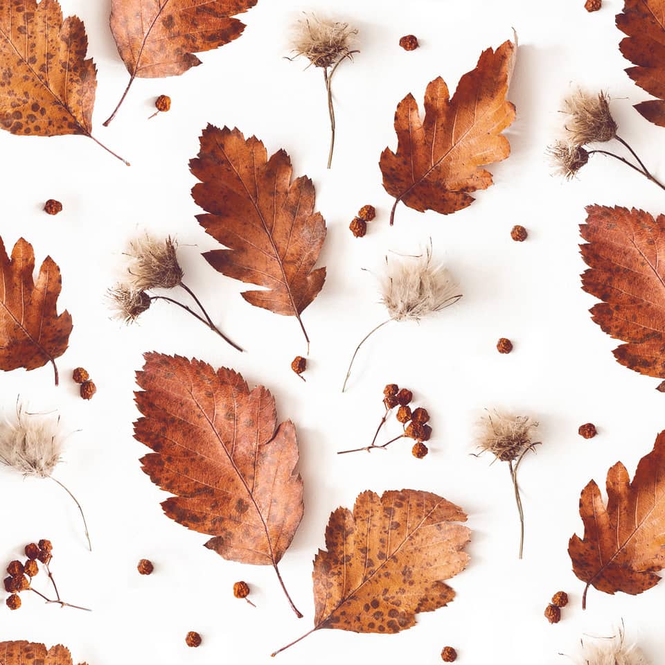 Blatt, Pflanze, Baum