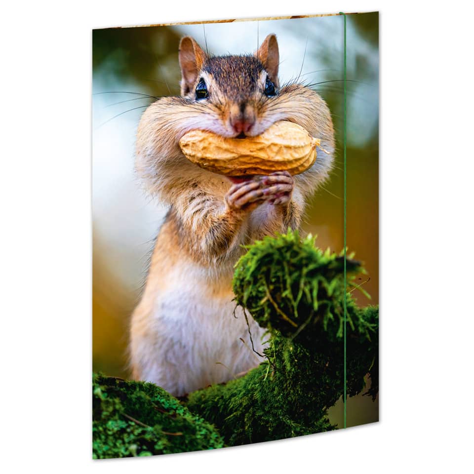 Tier, Säugetier, Ratte, Nagetier
