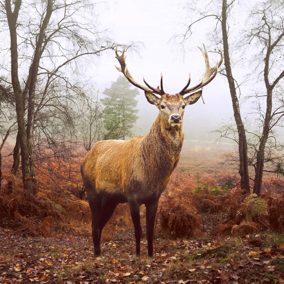 Hirsch, Hirschkopf, Geweih, Wildtier, Waldlandschaft