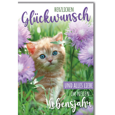 Katze, Kätzchen, Haustier, Purpur, Blume