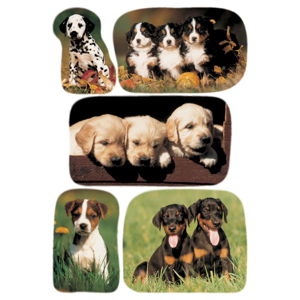 puppy, dog, hündchen, welpen, tier