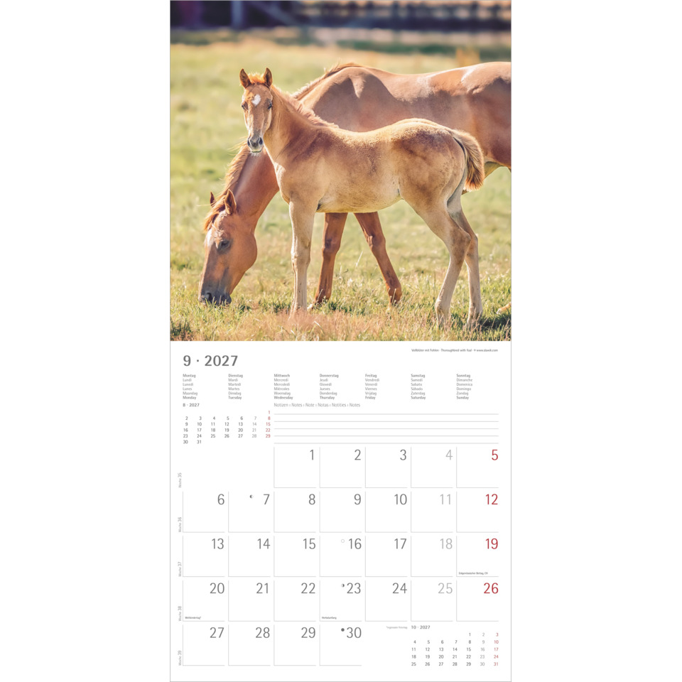 Pferd, Fohlen, Pferdeweide, Kalender, Jahreskalender