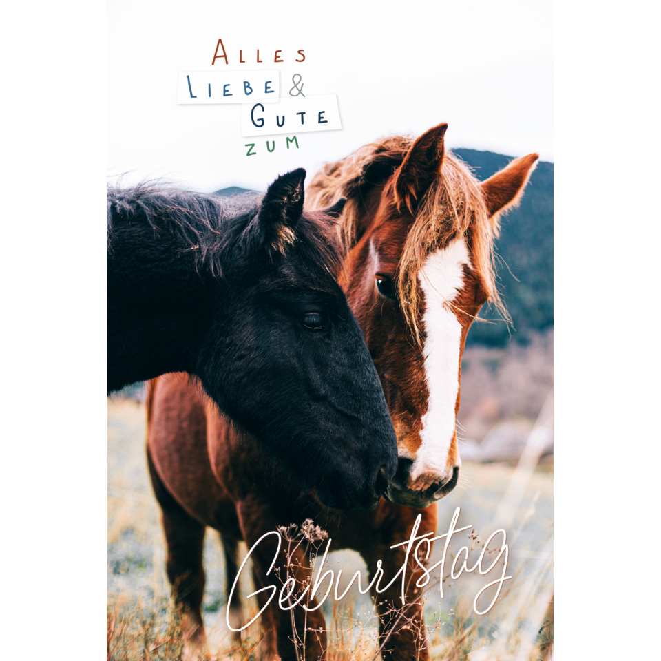 Pferd, Pferde, Kopf an Kopf, Geburtstag, Tierfoto