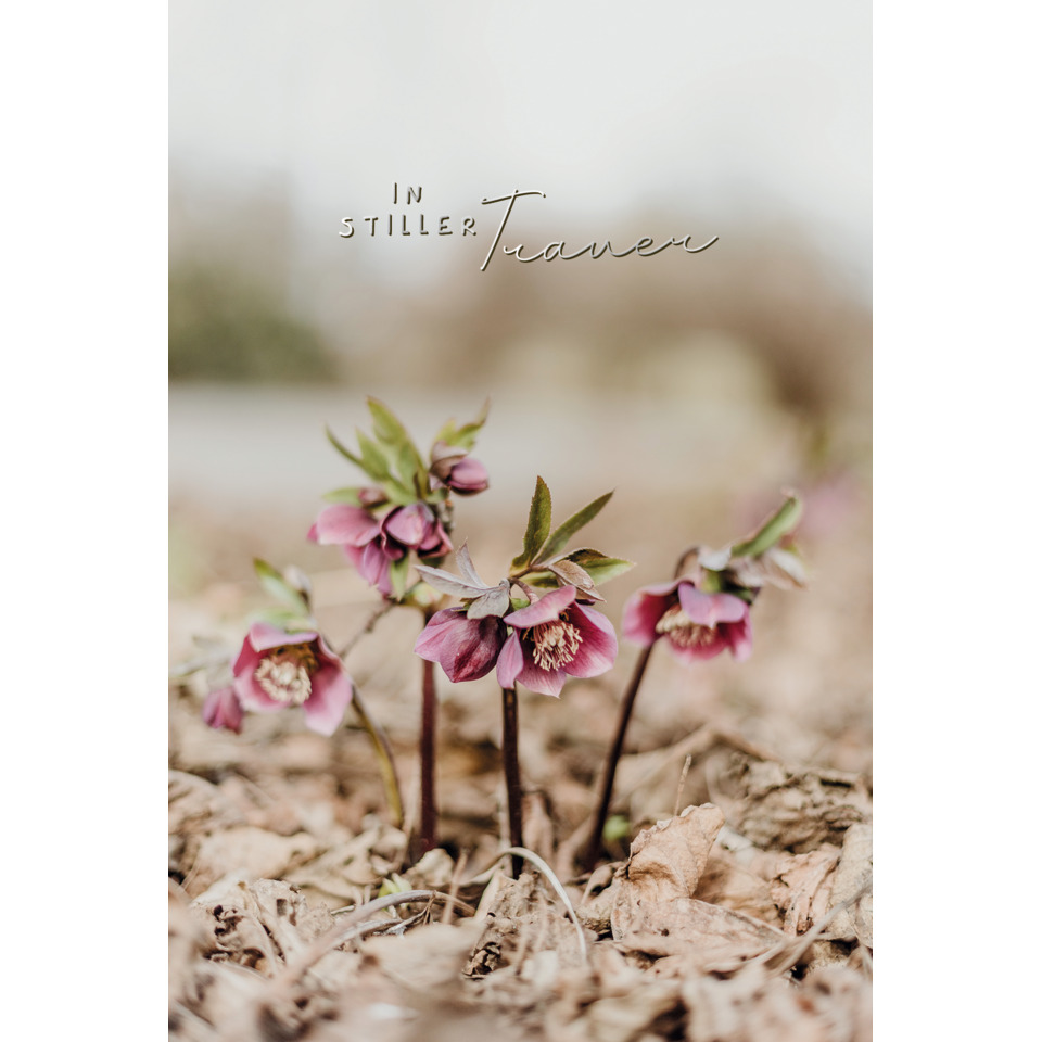 blüten, pflanzen, rosa blüten, erdboden, frühling