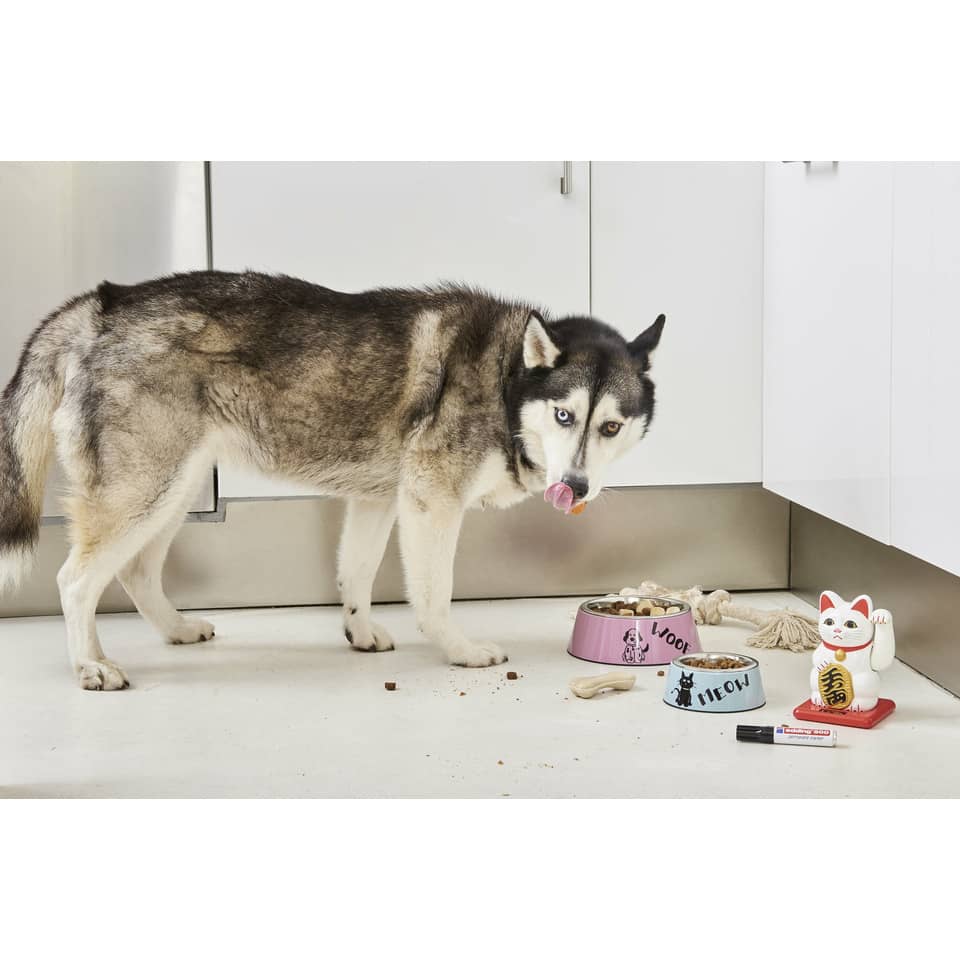 Hund, Küche, Hunde-Napf, Leckerlis, Katzenspielzeug