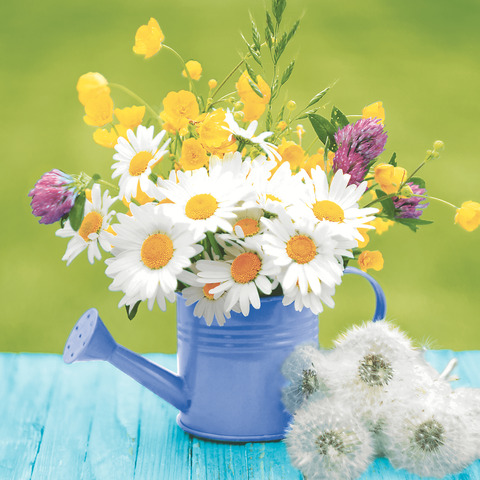 Gänseblümchen, Blume, Pflanze, Blumen-Arrangement, Blumenstrauß