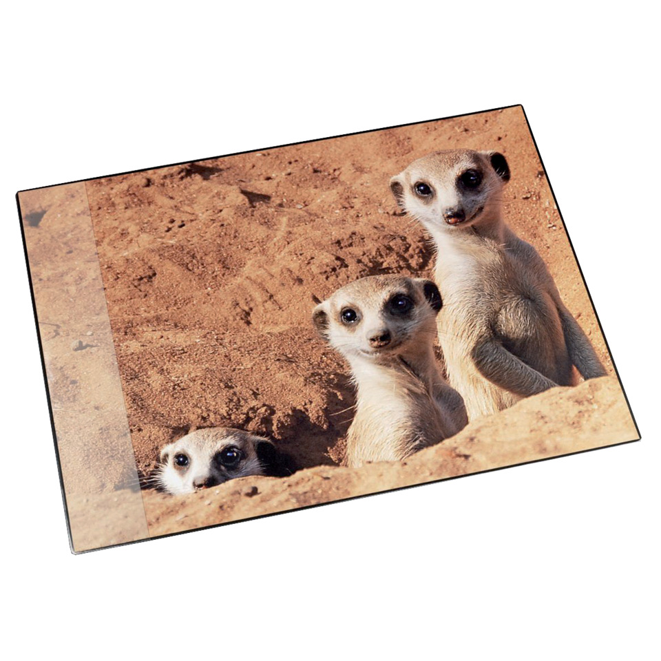 Meerkatzen, Wüstenbewohner, Tierfotografie, Schaudee, sandfarbener Hintergrund