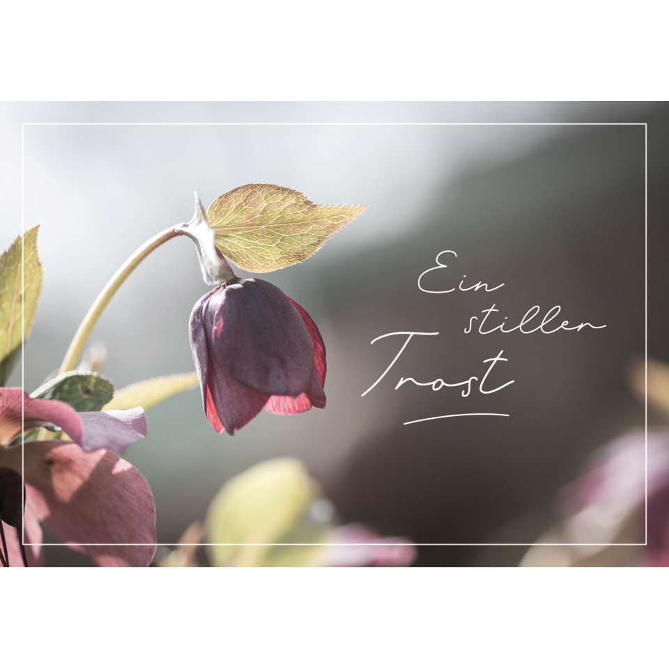 blume, Blütenknospe, rote Blume, herbstfarbige Blätter, Pflanzenmotiv