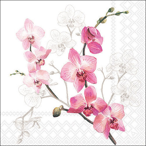 Blume, Pflanze, Orchidee