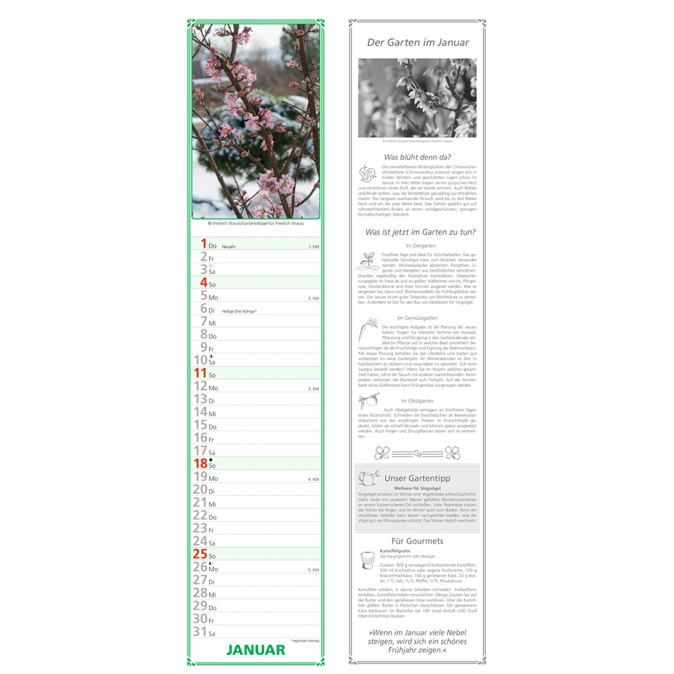 Kirschblüten, Frühlingszweige, Pflanzenbild, Gartenkalender, Januar