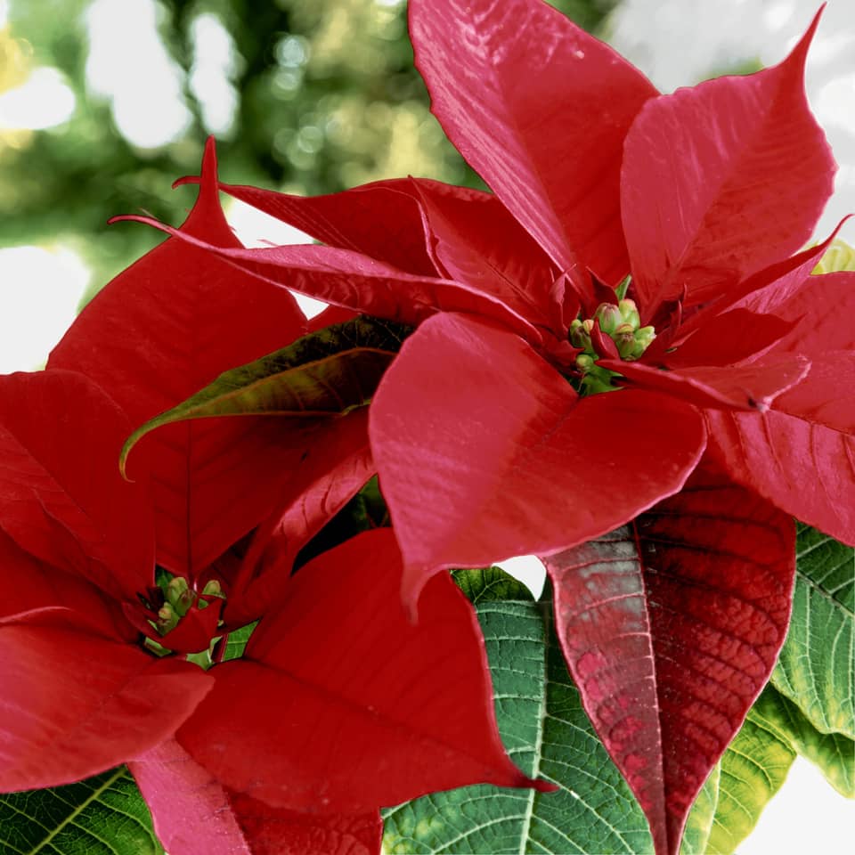 Poinsettia, Rote Blätter, Blattnervatur, Zweigpflanze, Grüne Blätter