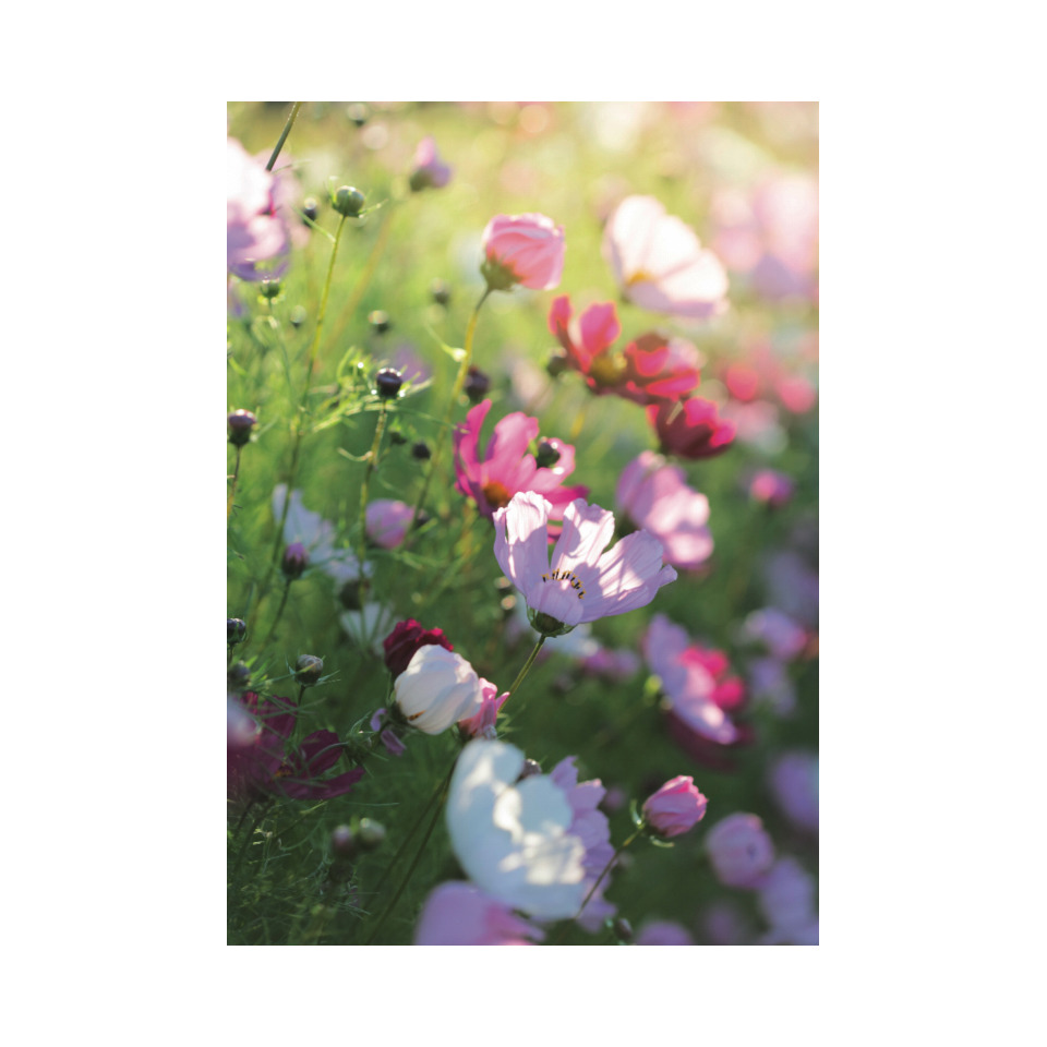 blumen, blüten, pflanzen, farbenspiel, natur