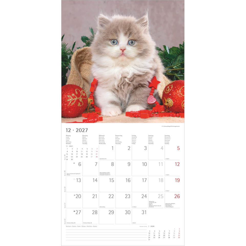 Katzenkalender, Kleinkindbild, Haustier, Jahreskalender, Katzenbaby