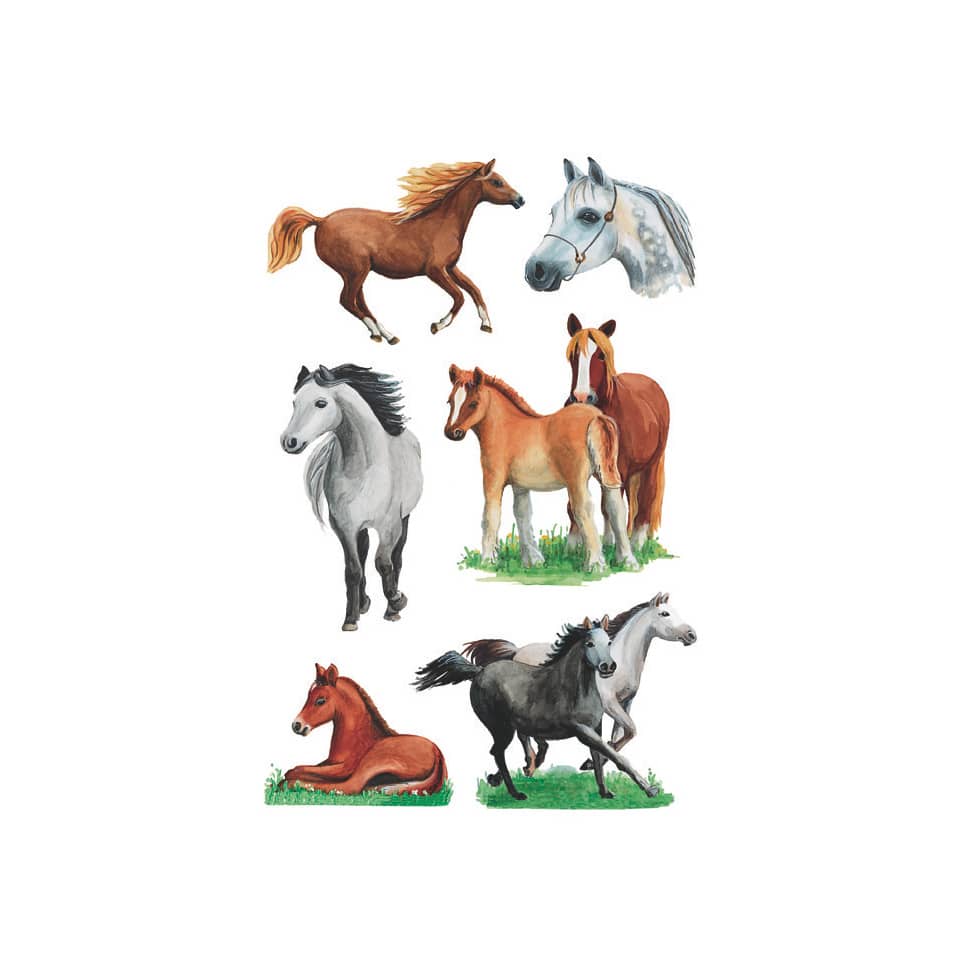 Pferde, Pferdebild, Pferdestall, Hingst, Wiese