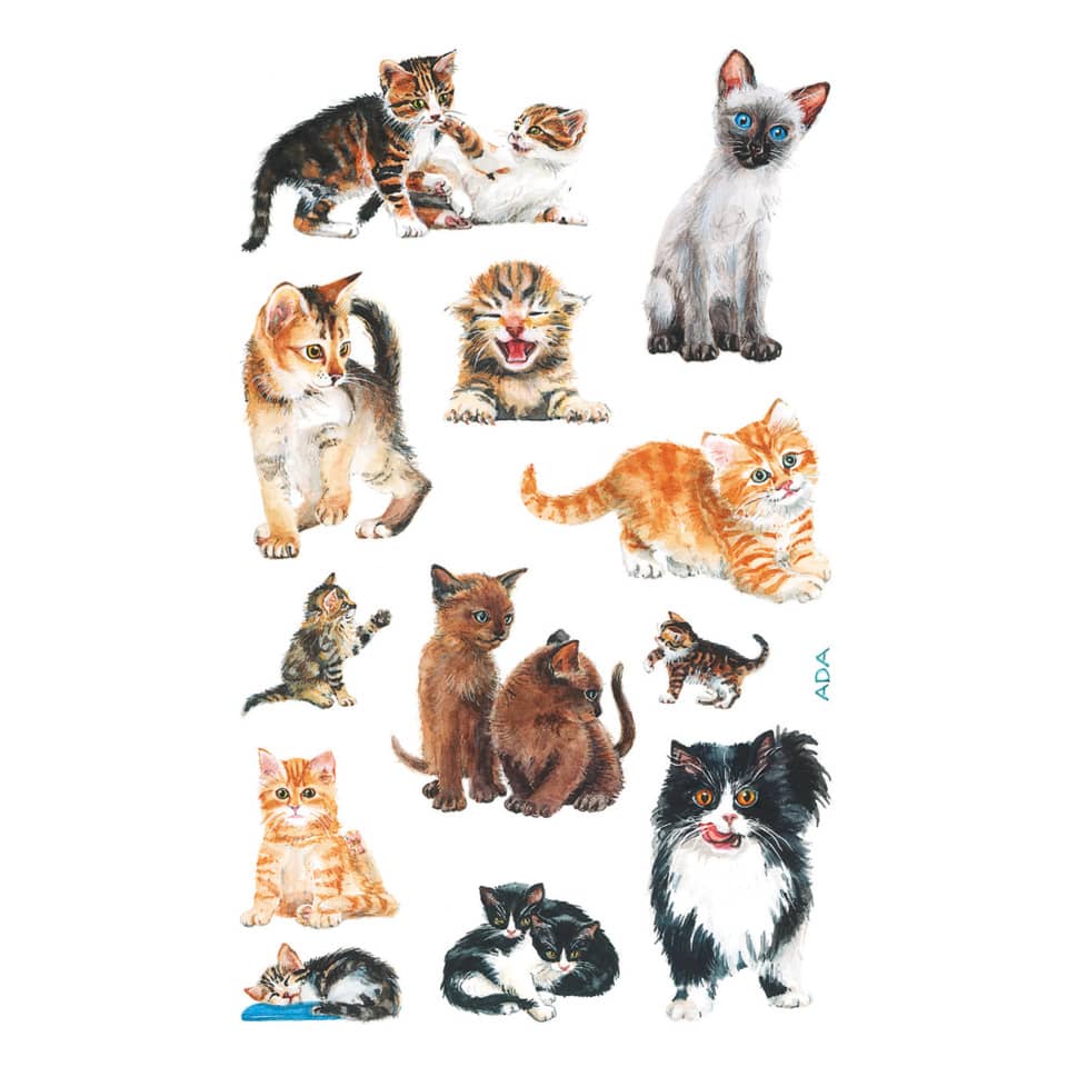 Katze, Mann, Haustier, Kätzchen, Tiger